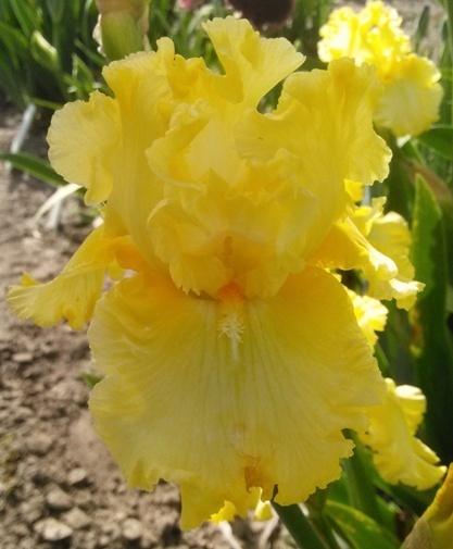 Photo of Tall Bearded Iris (Iris 'Sun Shine In') uploaded by Joy