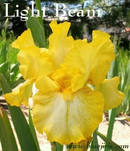 Photo of Tall Bearded Iris (Iris 'Light Beam') uploaded by Joy