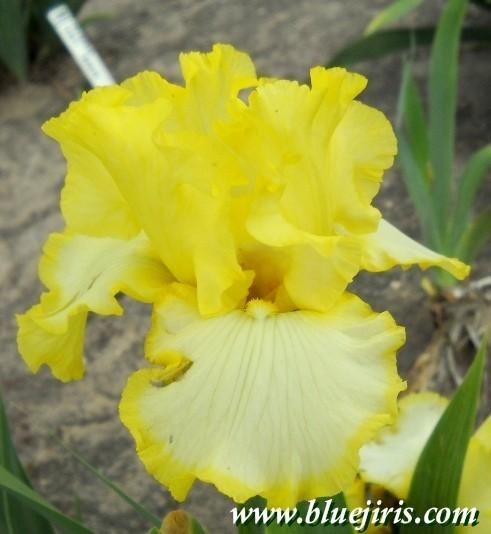 Photo of Tall Bearded Iris (Iris 'Check It Out') uploaded by Joy