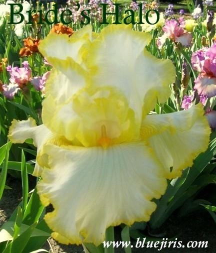 Photo of Tall Bearded Iris (Iris 'Bride's Halo') uploaded by Joy