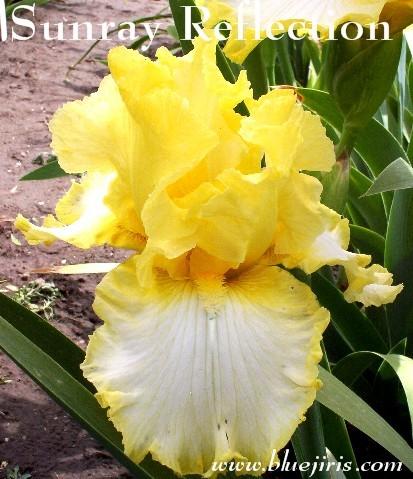 Photo of Tall Bearded Iris (Iris 'Sunray Reflection') uploaded by Joy