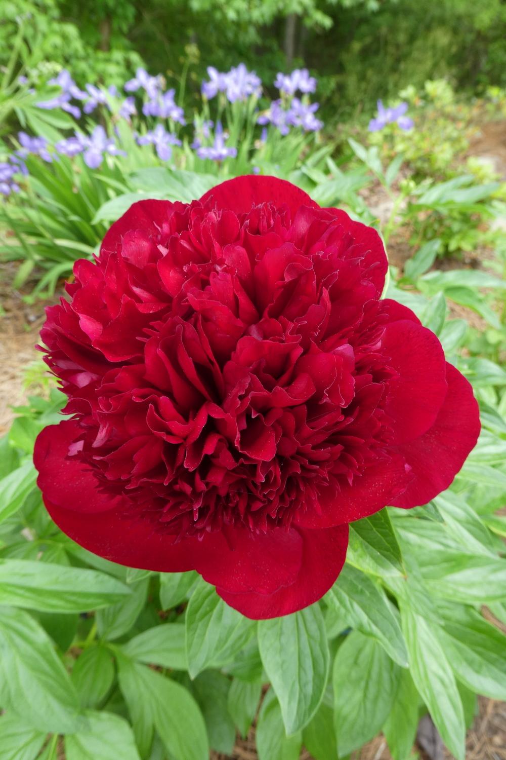 Photo of Peony (Paeonia 'Red Charm') uploaded by LoriMT