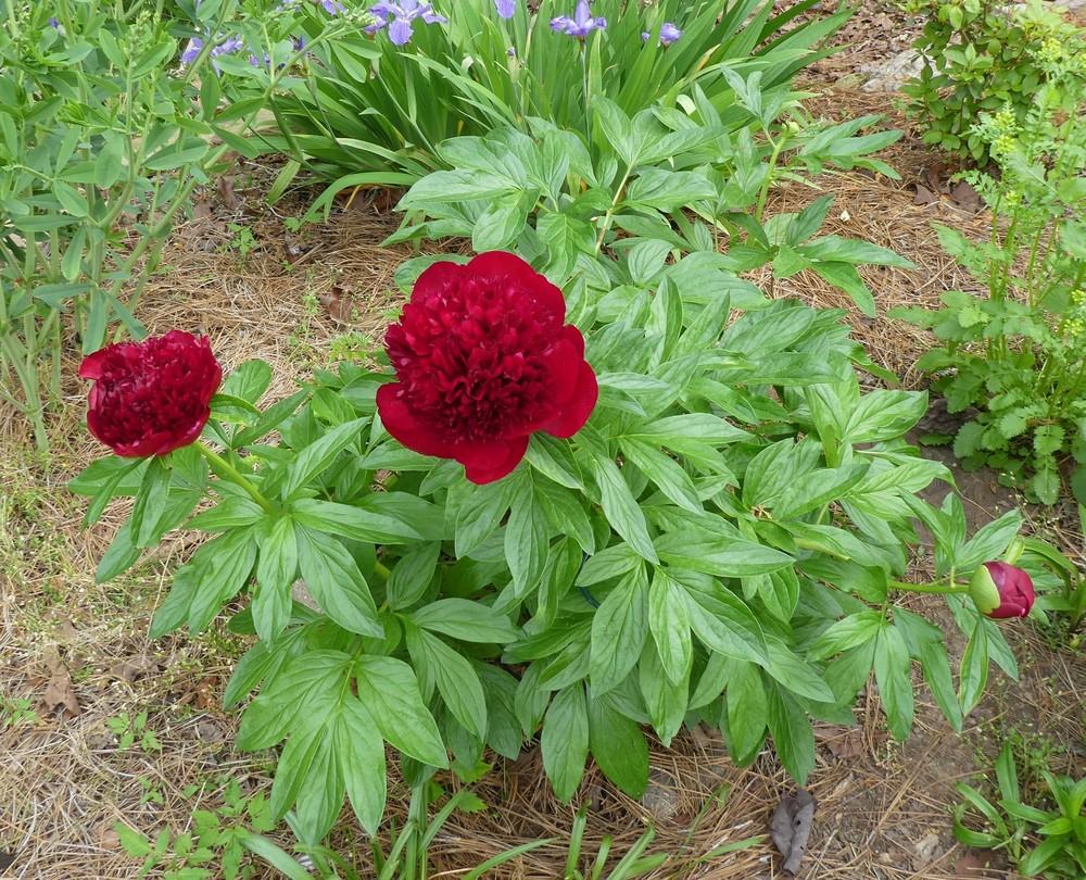 Photo of Peony (Paeonia 'Red Charm') uploaded by LoriMT