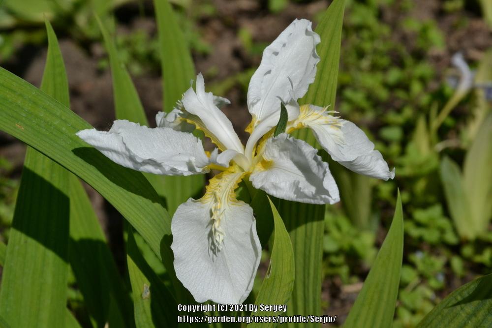 Photo of Species Iris (Iris tectorum 'Alba') uploaded by Serjio
