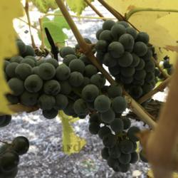 Location: Utah State University Extension Grape Variety Trial, Thanksgiving Point, Lehi, Utah, United States
Date: 2021-10-30