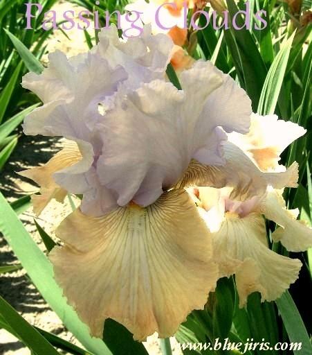 Photo of Tall Bearded Iris (Iris 'Passing Clouds') uploaded by Joy