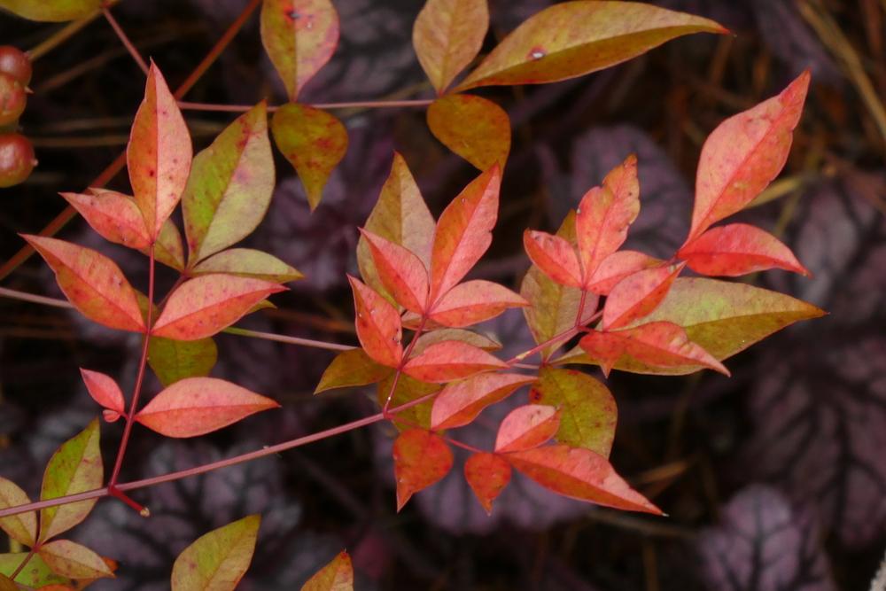 Photo of Heavenly Bamboos (Nandina domestica) uploaded by LoriMT