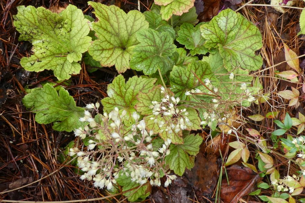 Photo of Coral Bells (Heuchera 'Electric Lime') uploaded by LoriMT