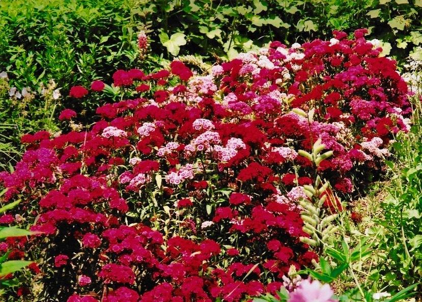 Photo of Dianthus uploaded by Permastake