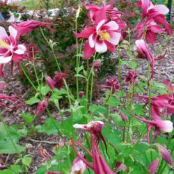 Location: Eagle Bay, New York
Date: 2017-06-12
Columbine (Aquilegia 'Songbird Cardinal') with unopened bds