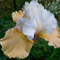 Location: Eagle Bay, New York
Date: 2017-06-12
Tall Bearded Iris (Iris 'Champagne Elegance')