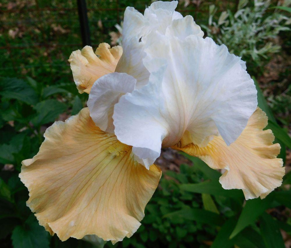Photo of Tall Bearded Iris (Iris 'Champagne Elegance') uploaded by adknative