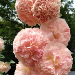 Location: Eagle Bay, New York
Date: 2021-07-30
Hollyhock (Alcea rosea 'Chater's Pink Parfait' blooms