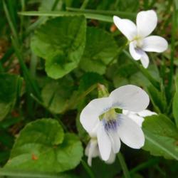 Location: Eagle Bay, New York
Date: 2017-05-18
Common Blue Violet (Viola sororia), white variant