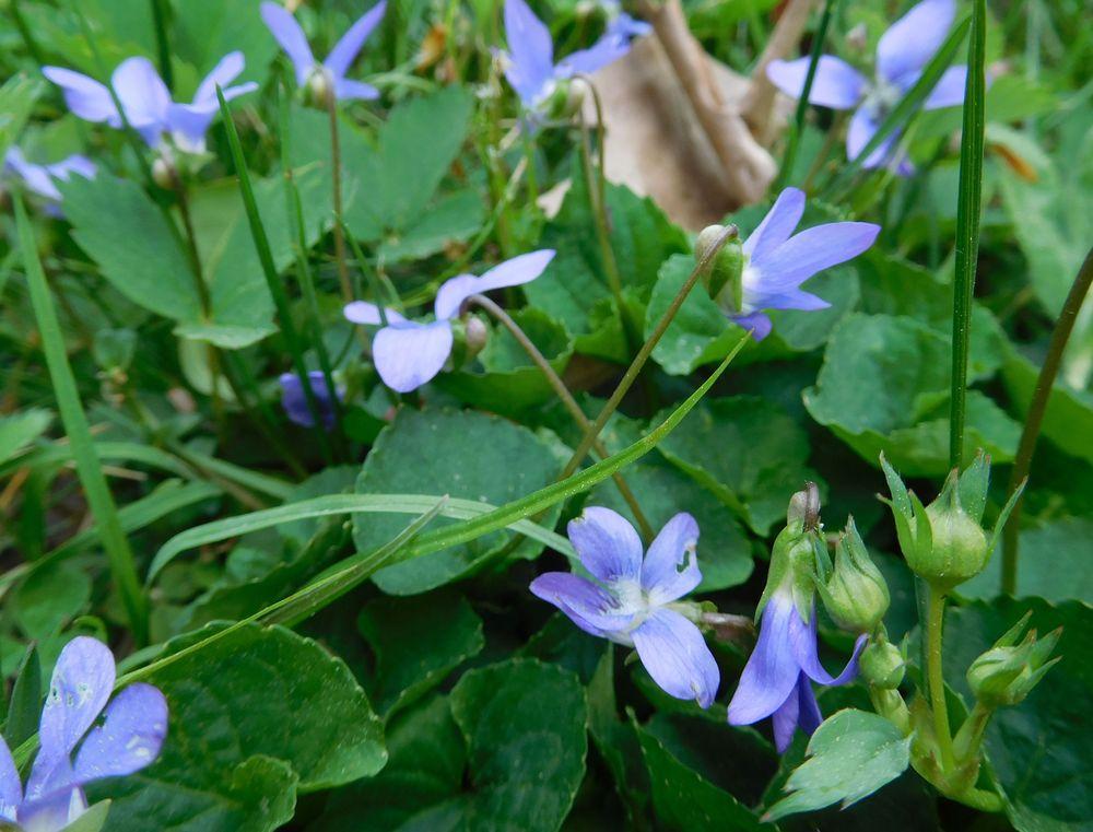 Photo of Common Blue Violet (Viola sororia) uploaded by adknative