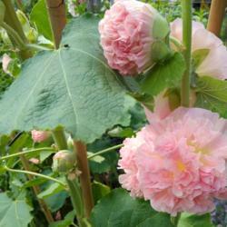 Location: Eagle Bay, New York
Date: 2021-07-28
Hollyhock (Alcea rosea 'Chater's Pink Parfait' with buds opening