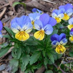 Location: Eagle Bay, New York
Date: 2017-05-18
Johnny Jump-Up (Viola tricolor)