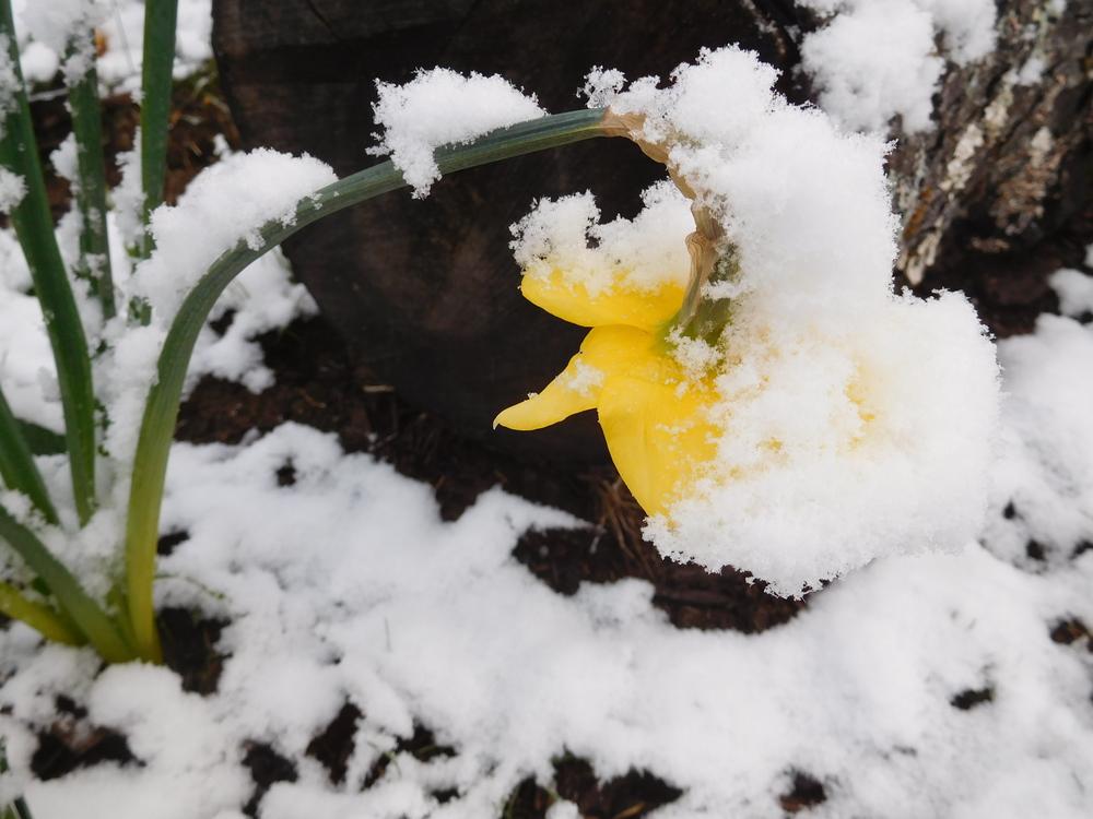 Photo of Trumpet Narcissus (Narcissus 'King Alfred') uploaded by adknative