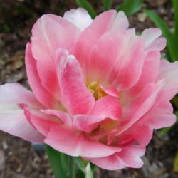 Location: Eagle Bay, New York
Date: 2017-05-18
Double Late Tulip (Tulipa 'Angelique')