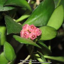 Location: Sebastian,  Florida
Date: 2021-10-29
Tiny rose-bud like blooms of Hoya heuschkeliana