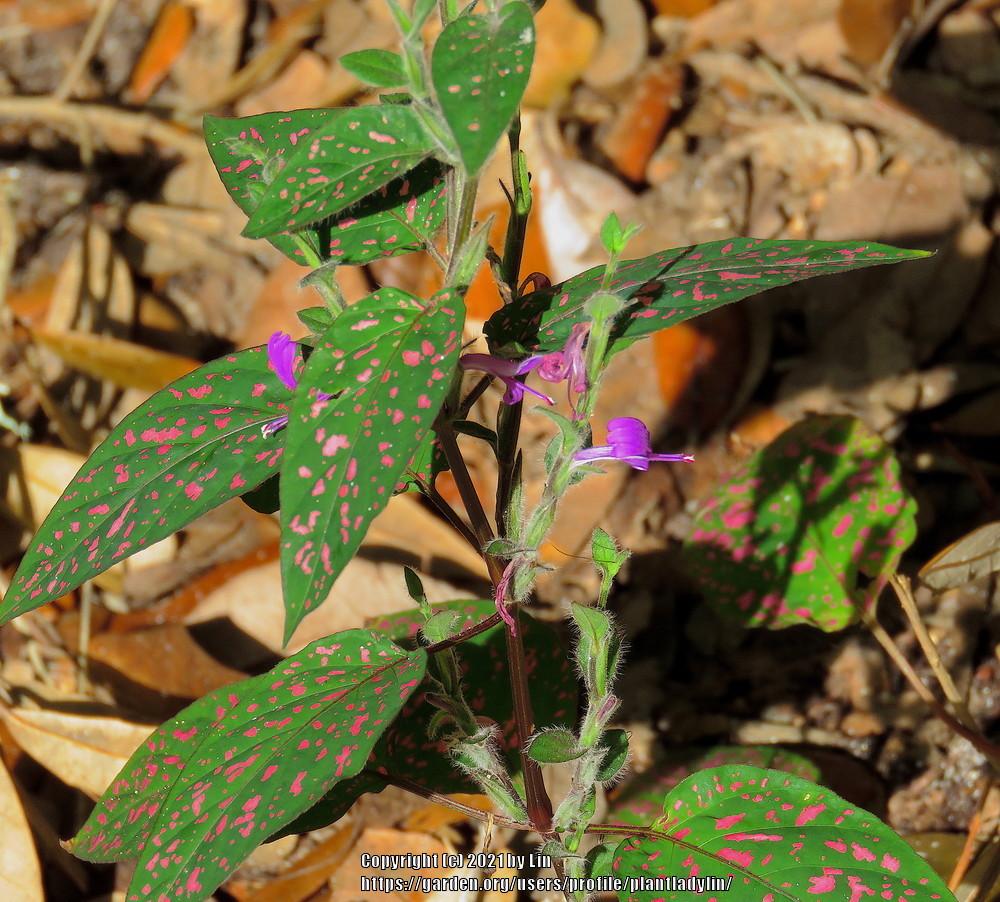 Photo of Polka Dot Plant (Hypoestes phyllostachya) uploaded by plantladylin