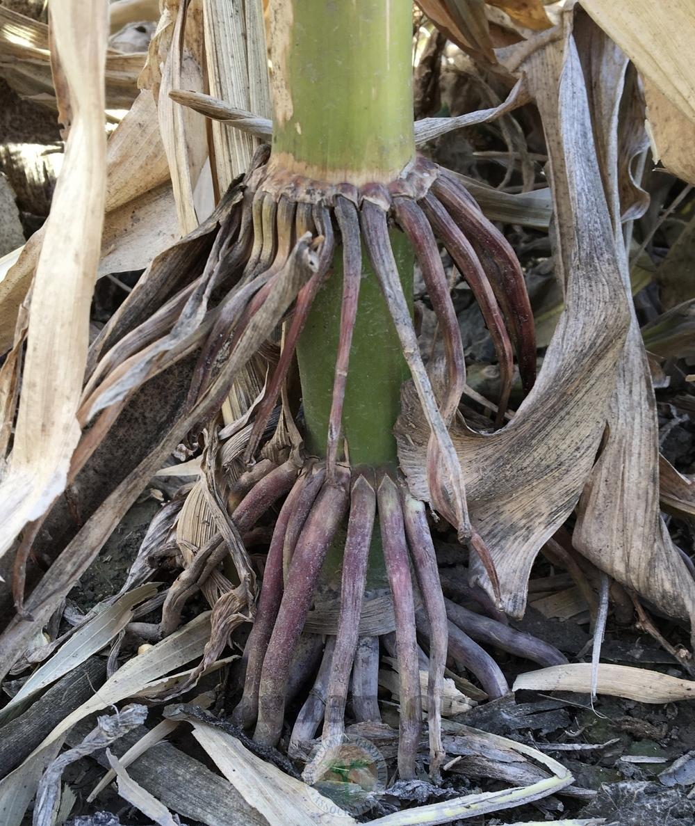 Photo of Corn (Zea mays subsp. mays) uploaded by BlueOddish