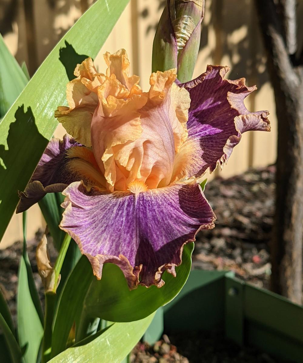 Photo of Tall Bearded Iris (Iris 'Spendthrift') uploaded by PeterHanlon
