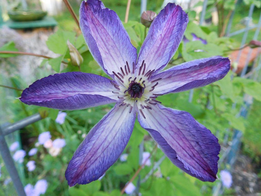Photo of Clematis (Clematis viticella 'Venosa Violacea') uploaded by adknative