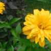 False Sunflower (Heliopsis 'Bressingham Doubloon')