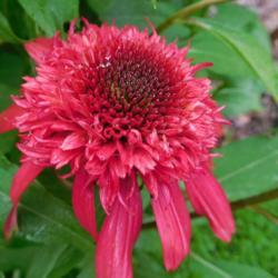 Location: Eagle Bay, New York
Date: 2017-07-17
Coneflower (Echinacea Double Scoop™ Cranberry)
