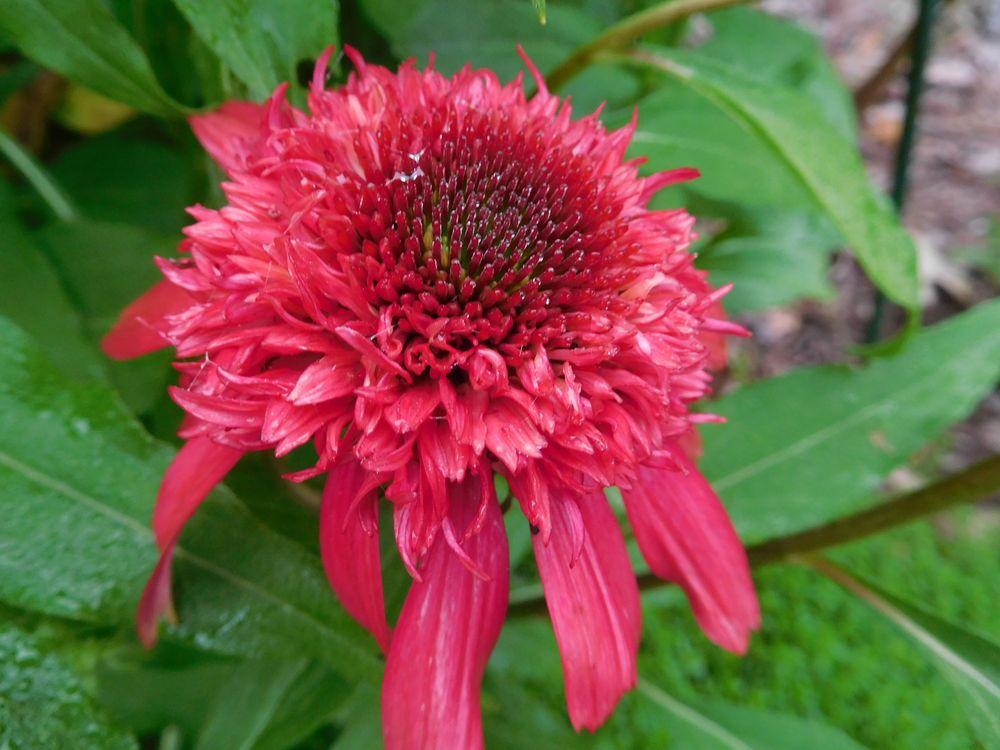 Photo of Coneflower (Echinacea Double Scoop™ Cranberry) uploaded by adknative