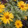 False Sunflower (Heliopsis helianthoides 'Sunstruck')