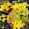 - Maple shaped golden fall leaves mixed with Aquilegia foliage.