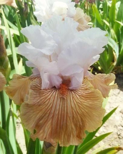 Photo of Tall Bearded Iris (Iris 'Tango Amigo') uploaded by Joy