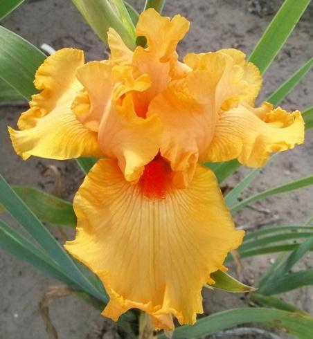 Photo of Tall Bearded Iris (Iris 'Oh So Yummy') uploaded by Joy