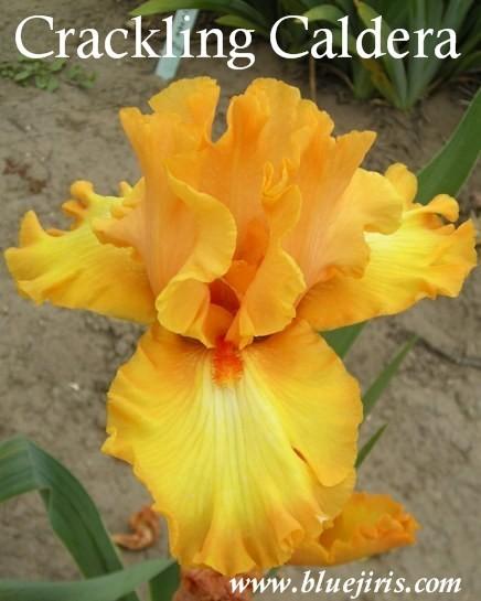 Photo of Tall Bearded Iris (Iris 'Crackling Caldera') uploaded by Joy