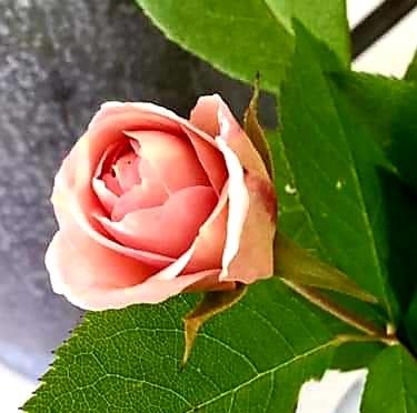 Photo of Polyantha Rose (Rosa 'Cecile Brunner') uploaded by gwhizz