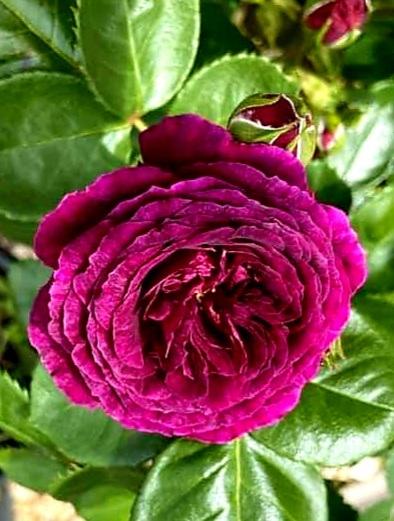 Photo of Rose (Rosa 'Ebb Tide') uploaded by gwhizz