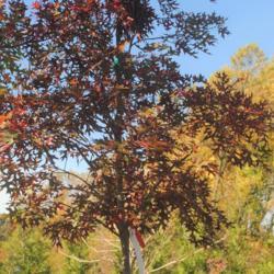 Location: Downingtown, Pennsylvania
Date: 2021-10-28
fall foliage of a young tree for sale