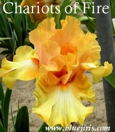 Photo of Tall Bearded Iris (Iris 'Chariots of Fire') uploaded by Joy