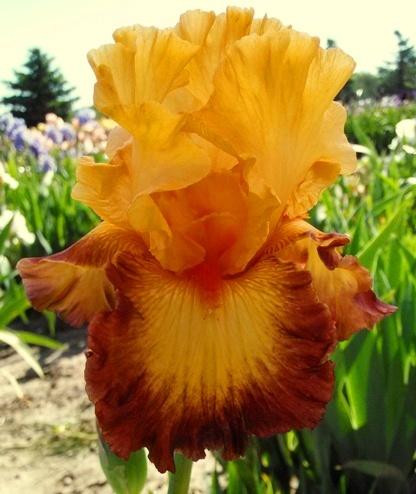 Photo of Tall Bearded Iris (Iris 'Jazz Band') uploaded by Joy