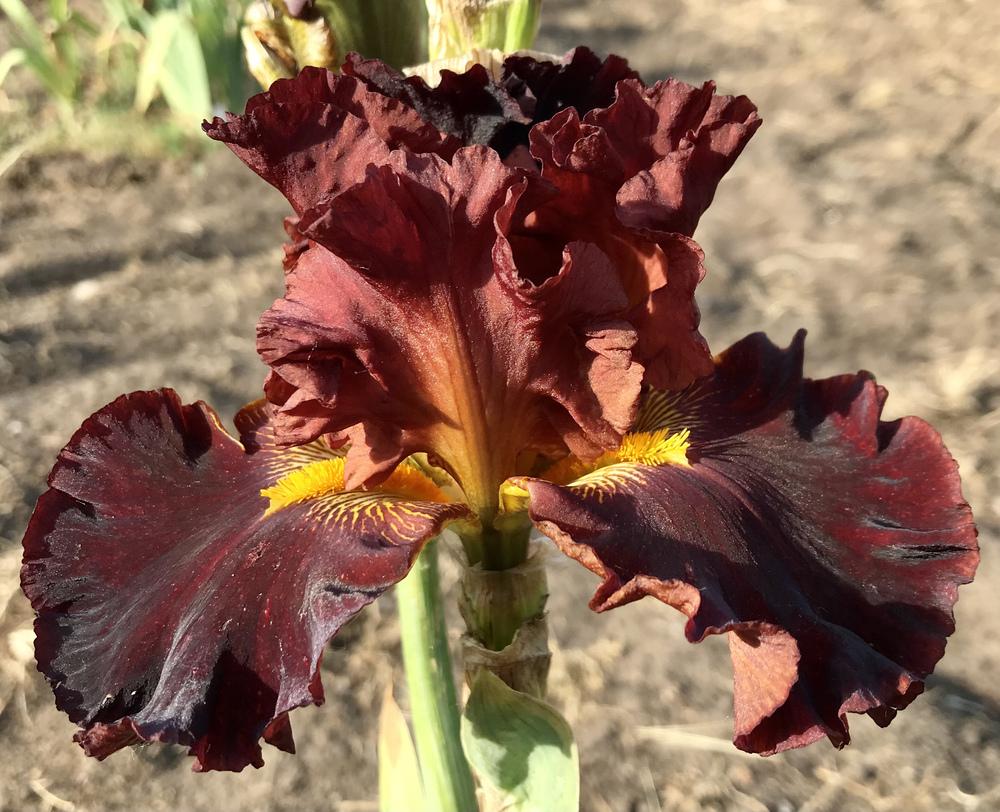 Photo of Tall Bearded Iris (Iris 'Valentino') uploaded by Lbsmitty