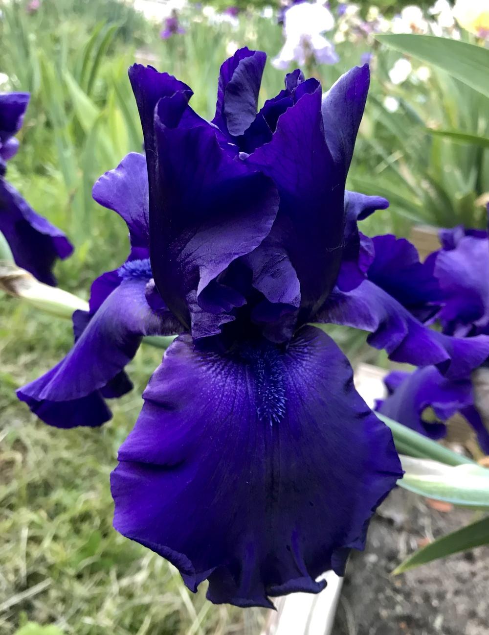 Photo of Tall Bearded Iris (Iris 'Dusky Challenger') uploaded by Lbsmitty