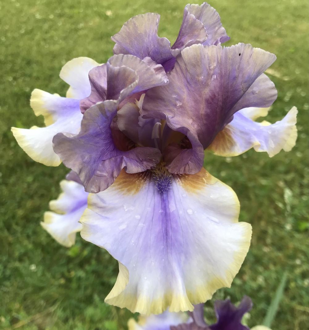 Photo of Tall Bearded Iris (Iris 'American Maid') uploaded by Lbsmitty