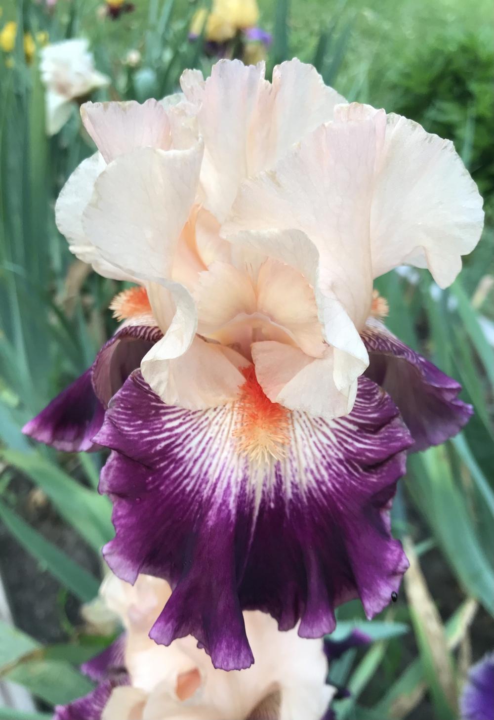 Photo of Tall Bearded Iris (Iris 'Jazz Era') uploaded by Lbsmitty