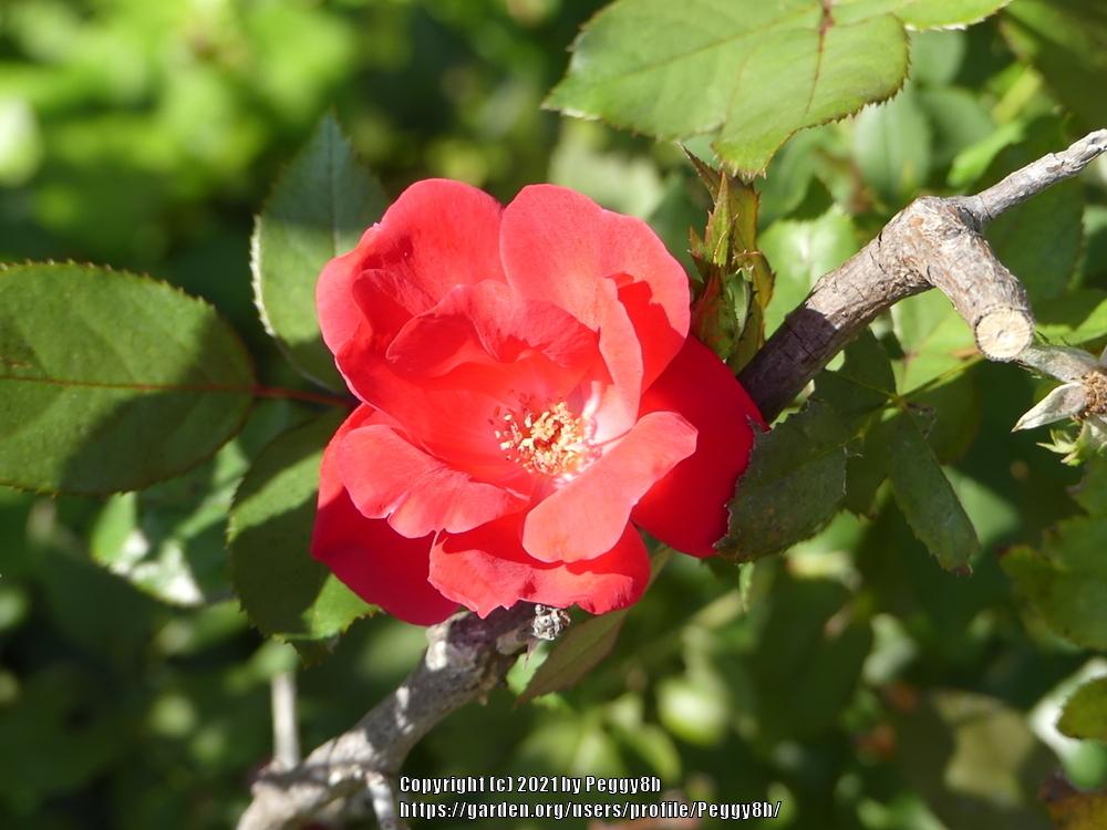 Photo of Rose (Rosa 'Knock Out') uploaded by Peggy8b