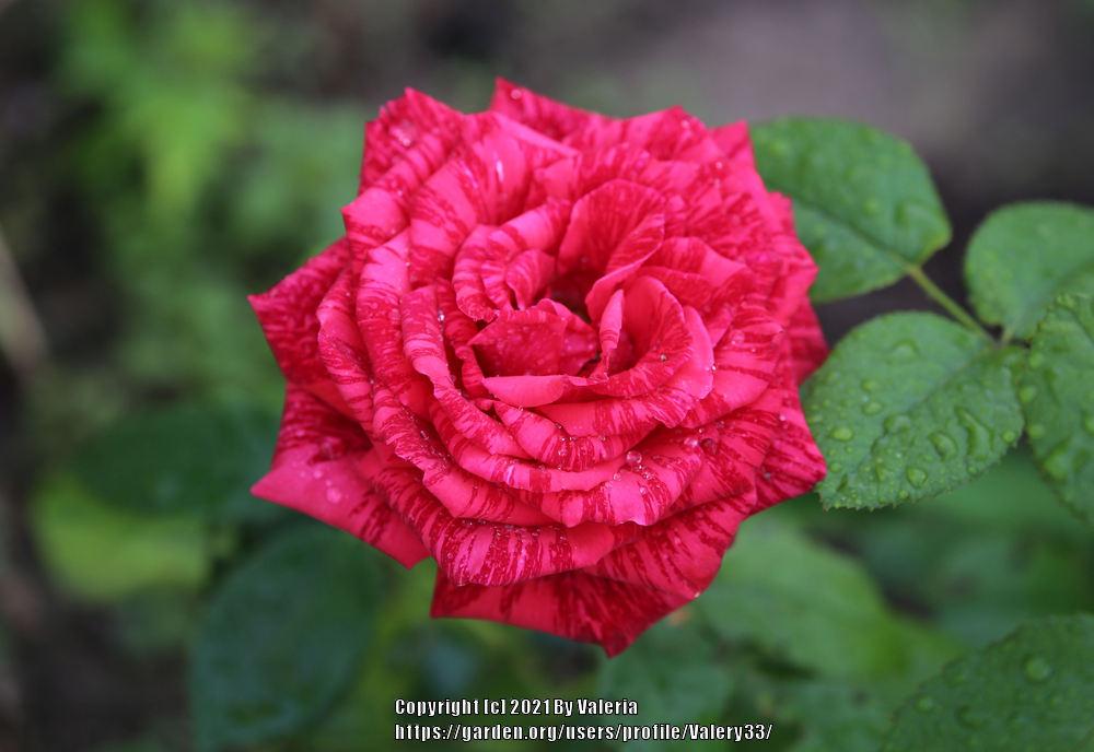 Photo of Rose (Rosa 'Red Intuition') uploaded by Valery33