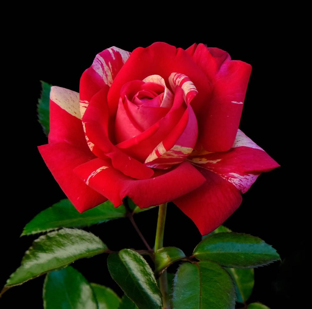 Photo of Rose (Rosa 'Broceliande') uploaded by AnnKNCalif