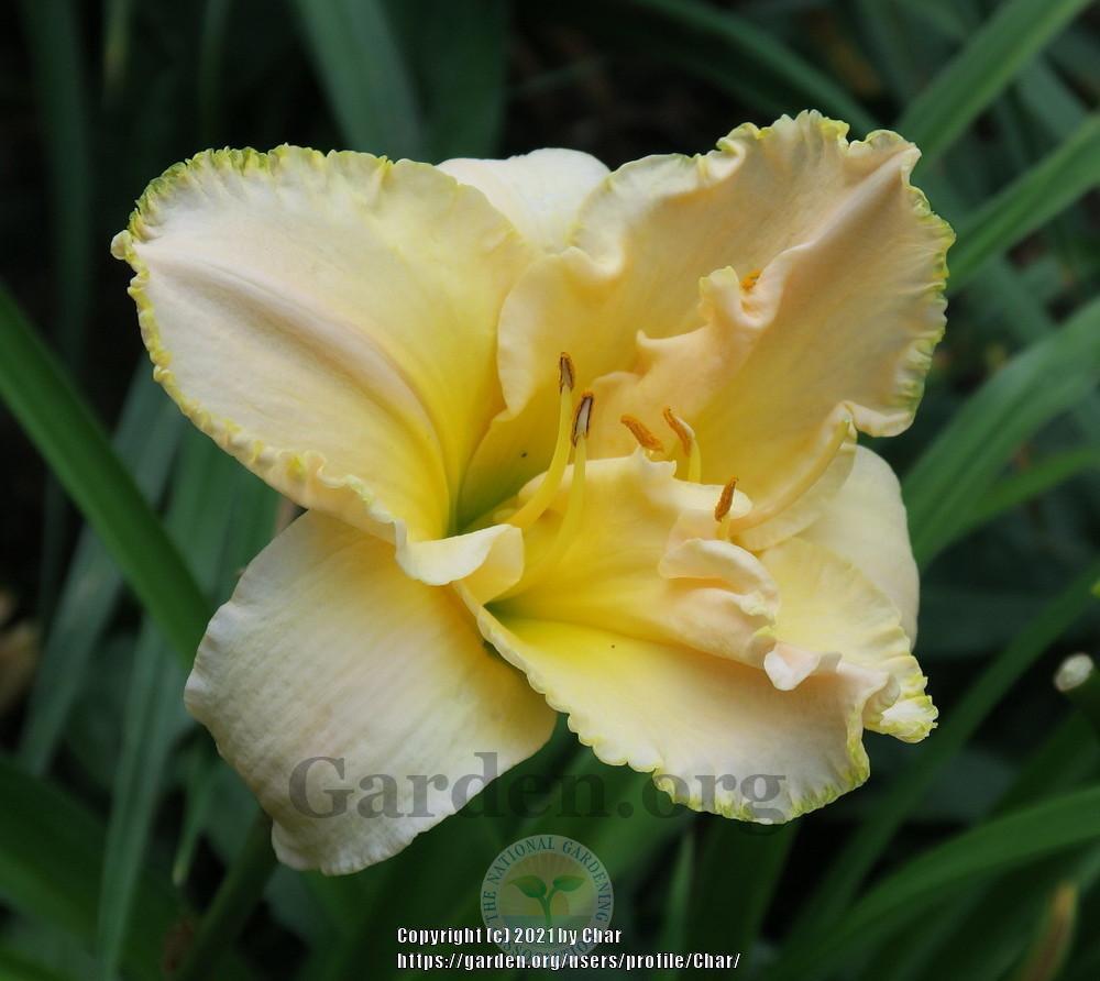 Photo of Daylily (Hemerocallis 'Added Attractions') uploaded by Char