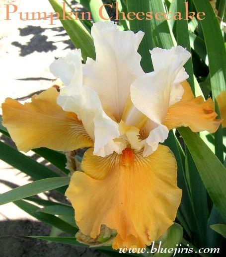 Photo of Tall Bearded Iris (Iris 'Pumpkin Cheesecake') uploaded by Joy